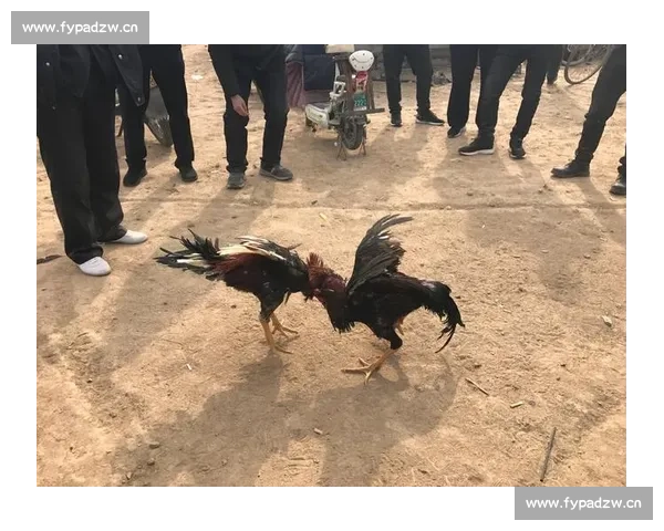 激烈斗鸡比赛现场，鸡王对决谁能胜出一决高下